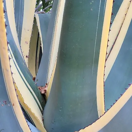 Palm' Issambres 6-8 Personnes Avec Piscine Et Jardin Privés