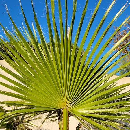 Willa Palm' Issambres 6-7 Personnes, Clim, Avec Piscine, Jardin Et Parking Prives