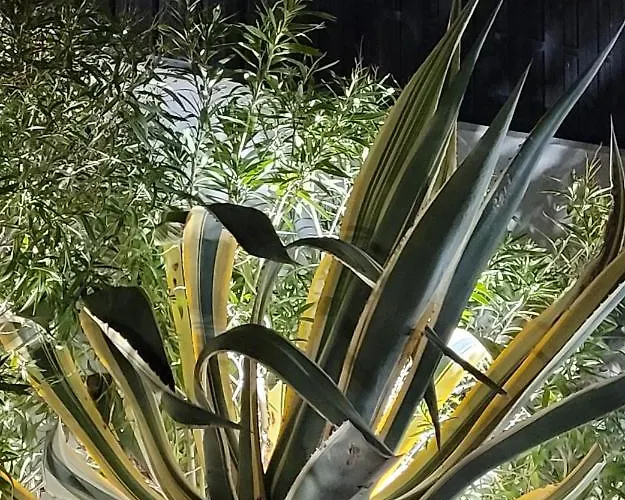 Villa Palm' Issambres 6-7 Personnes, Clim, Avec Piscine, Jardin Et Parking Prives *