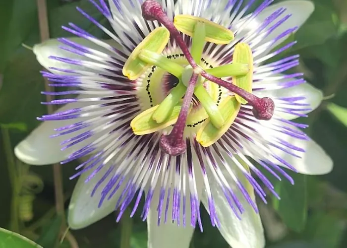 Palm' Issambres 6-7 Personnes, Clim, Avec Piscine, Jardin Et Parking Prives * La Garonnette-Plage